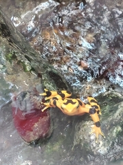 Atelopus zeteki