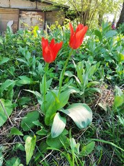 Tulipa greigii