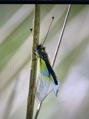 Libelloides baeticus