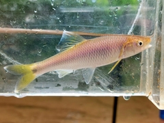 Apalachicola Blacktail Shiner photo 1
