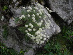 Hormathophylla halimifolia