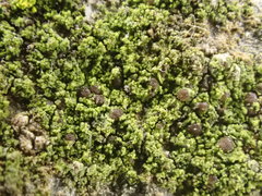 Scoliciosporum sarothamni