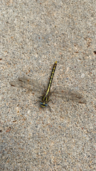 Phanogomphus militaris