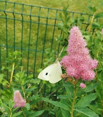 Pieris brassicae