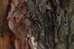 Acantholycosa lignaria