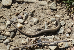 Ablepharus kitaibelii