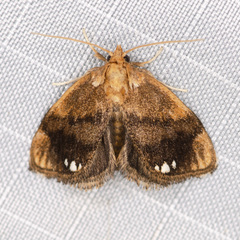 Packardia geminata