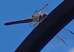 Pachydiplax longipennis