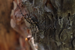 Acantholycosa lignaria