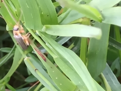 Cantharis nigricans