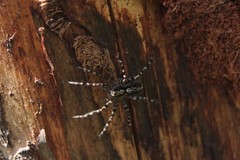 Acantholycosa lignaria