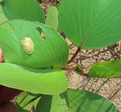 Aspidimorpha puncticosta