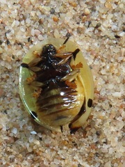 Aspidimorpha puncticosta