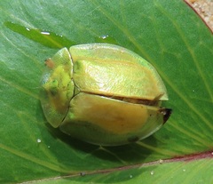 Aspidimorpha puncticosta