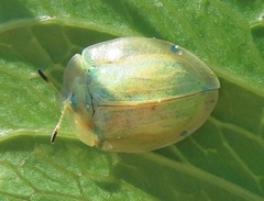 Aspidimorpha puncticosta