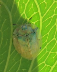 Aspidimorpha puncticosta