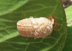 Aspidimorpha puncticosta