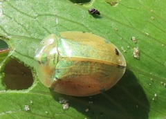 Aspidimorpha puncticosta