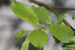 Salix appendiculata