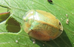 Aspidimorpha puncticosta