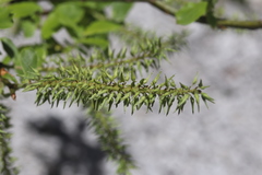 Salix appendiculata