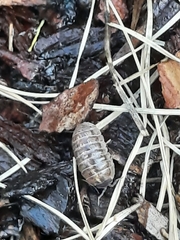 Armadillidium vulgare