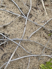Formicoidea