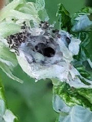 Notocelia uddmanniana