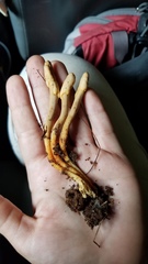 Ophiocordyceps melolonthae
