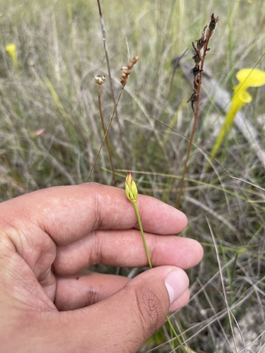 Image of Harperocallis flava by (c) Brandon Corder, some rights reserved (CC BY)