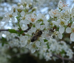 Apis mellifera