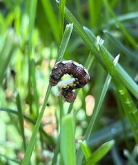 Erannis tiliaria