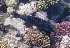 Plectropomus areolatus