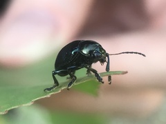 Typophorus nigritus