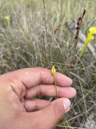 Image of Harperocallis flava by (c) Brandon Corder, some rights reserved (CC BY)