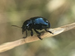 Typophorus nigritus