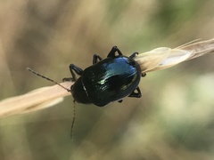 Typophorus nigritus