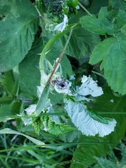 Notocelia uddmanniana