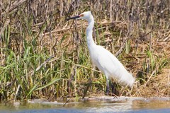 Egretta thula image