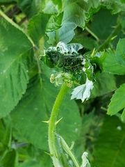 Notocelia uddmanniana