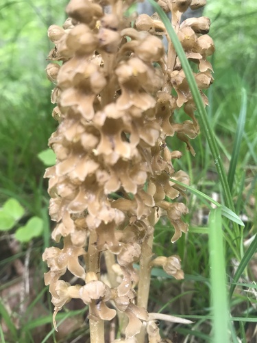 bird's-nest orchid