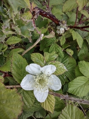 Rubus tuberculatus