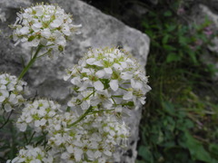 Hormathophylla halimifolia