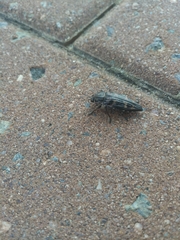 Buprestis consularis