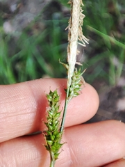 Carex binervis