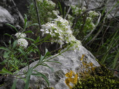 Hormathophylla halimifolia