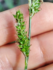 Carex binervis