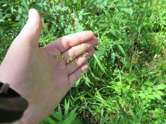 Festuca paradoxa