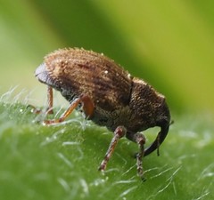 Trichosirocalus troglodytes