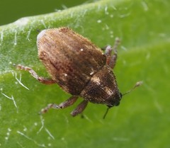 Trichosirocalus troglodytes